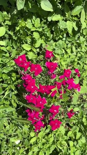 Village life documented in Gorna Lipnitsa: flowers, pets, gardens
