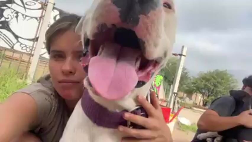A selfie video shows a fair-skinned woman holding a white dog with a large black nose, pink tongue, and purple collar. Behind her, a man with dark curly hair sits and holds a black puppy. The background includes green grass, a fence with graffiti, and a red wheelbarrow next to a yellow bucket. The sky is overcast. The dog pants and looks into the camera.