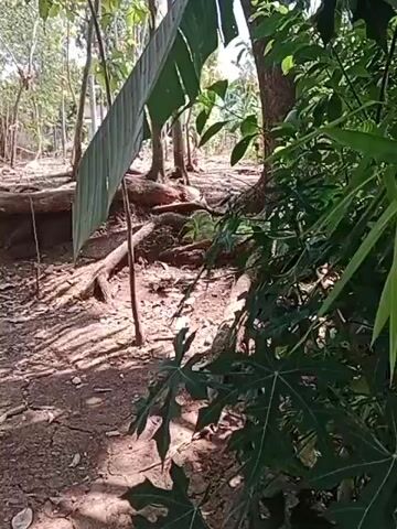 The video shows an outdoor scene with lush green vegetation. In the foreground, large, dark green leaves of a plant, possibly papaya, are visible. A large banana leaf hangs from the left side of the frame, supported by a wooden stick. The ground is covered in dry soil and exposed tree roots. In the background, there are several trees, and sunlight filters through the foliage, creating dappled shadows on the ground. The overall environment appears to be a tropical or subtropical area. There are no people or animals visible in the video. The scene is static, with no discernible actions or interactions taking place.