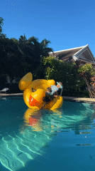 Inflatable duck flip at a Koh Samui pool