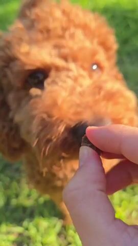 A close-up shot shows a brown poodle dog being fed by a human hand. The dog's nose is in focus as it sniffs and then takes a treat from between the person's thumb and index finger. The background consists of green grass, suggesting an outdoor setting. The lighting appears to be natural sunlight, creating a warm and bright atmosphere. The video is short, capturing the interaction of the dog receiving the treat.