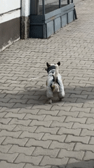 Dog in puffer jacket walks on leash in Krasnoyarsk