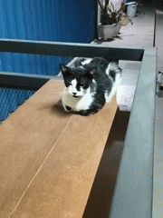 Two cats resting and roaming around a Kartasura home