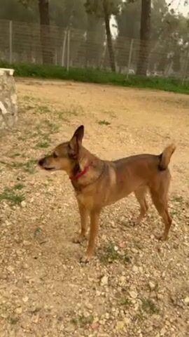 A medium-sized, light-brown dog wearing a red collar stands on a gravel-covered ground. It is looking off to the left of the frame, then turns its head toward the viewer.  Behind the dog is a fence and some trees. The lighting is somewhat muted.