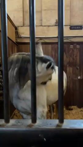The video shows a white horse with a grey mane standing in a stable. The horse is seen through the bars of its stall, turning its head to look towards the camera. There is hay on the floor of the stable, and the walls are wooden with the name "PILON" displayed above the stall.