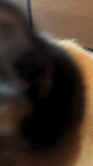 Siamese cat observed at home in Kazan, Russia