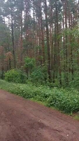 The video shows a dirt path leading into a dense forest of tall pine trees. Lush green undergrowth lines the path, with various plants and leaves visible. The lighting suggests an overcast day, casting a soft, diffused light on the scene. There are no people or animals visible in the frame. The camera appears to be moving slowly along the path, giving a sense of perspective into the forest.
