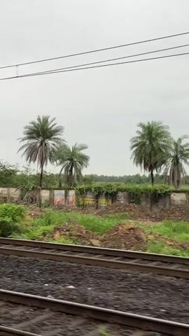 This is a POV video taken from a moving train. The camera is looking out the window at a rural landscape. The foreground shows train tracks. In the background, there is a low wall covered in vines. Beyond the wall, there are palm trees, other trees, and some open fields. The sky is overcast. The video captures the passing scenery of a train journey through a vegetated area.