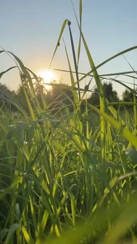 The video captures a low-angle, close-up view of tall green grass against a bright sky with the sun partially obscured by foliage in the background. The sun appears to be setting or rising, casting a warm glow and creating lens flares that enhance the golden hues of the grass. The grass blades are detailed, with some showing signs of dew or moisture. The overall atmosphere is serene and natural, highlighting the beauty of a grassy field during a time of day with soft, natural lighting. There are no people or specific objects other than the grass and trees in the distance visible in the frame. The camera movement is minimal, suggesting a static shot focused on the texture and light play within the grass.