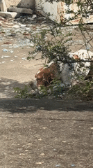 Quiet afternoon moments documented in Bratica village