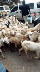 Goat herd moves through busy Nairobi streets during morning hours