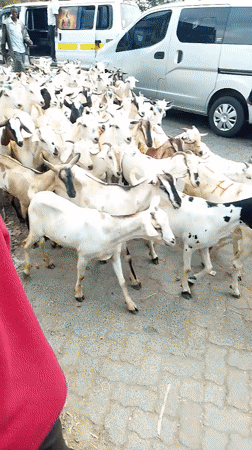 Goat herd moves through busy Nairobi streets during morning hours