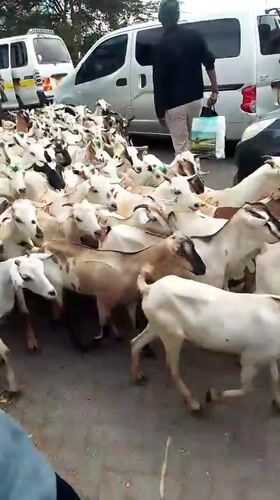 Goat herd moves through busy Nairobi streets during morning hours