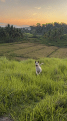 Woman and dog enjoy casual moments in Philippine countryside