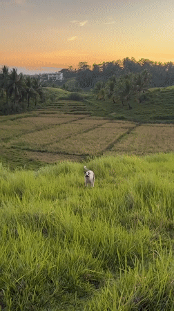 Woman and dog enjoy casual moments in Philippine countryside