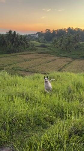 Woman and dog enjoy casual moments in Philippine countryside