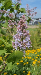 Spring scenes documented in Rappolovo, Russia during morning hours