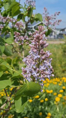 Spring scenes documented in Rappolovo, Russia during morning hours