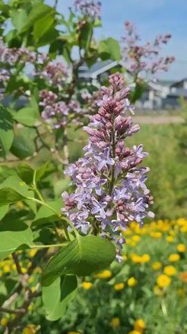 The camera focuses on a lilac bush, with clusters of purple and pink blossoms visible. Green leaves surround the flowers, and in the background, a field of yellow flowers adds a vibrant contrast. A blurry image of a building can be seen in the distance under a blue sky. The shot is stable, providing a clear view of the plant life.