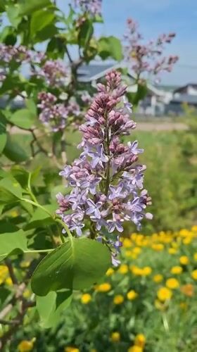 Spring scenes documented in Rappolovo, Russia during morning hours