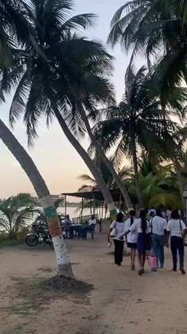The video shows a group of people walking along a sandy path lined with palm trees.  The trees are decorated with colorful painted bands near their bases.  To the side of the path are tables and chairs, where people are sitting.  In the distance, there's a body of water with a few structures along the shore. Several parked motorcycles are visible near the water. The sky is hazy, suggesting it could be early morning or late afternoon.