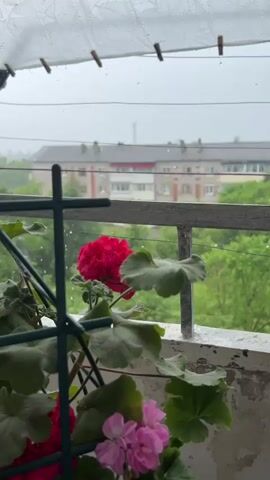 The video shows a close-up of a plant with red and pink flowers on a balcony, with a blurry background of buildings and trees. It appears to be raining, as evidenced by the water droplets on a transparent covering above the balcony and the streaks of rain visible in the background. The plant is supported by a green trellis. The balcony railing is visible in the foreground and is somewhat weathered. The overall mood of the video is calm and tranquil, with the rain creating a peaceful atmosphere.