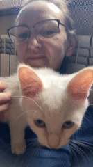 White kitten's morning at a Belarus apartment, many angles