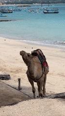 Typical day at Kuta Beach: camels, tourists, flights