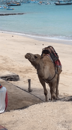 Typical day at Kuta Beach: camels, tourists, flights