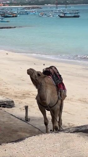 Typical day at Kuta Beach: camels, tourists, flights