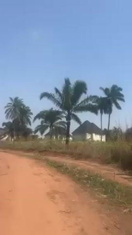 The video shows a dirt road in a tropical area with palm trees and a few houses in the background.  The sky is a clear light blue. A person walks into the frame and away from the camera. The road is lined with dry grass and some green vegetation. The houses are light colored and have different roof styles. The day appears sunny and clear.