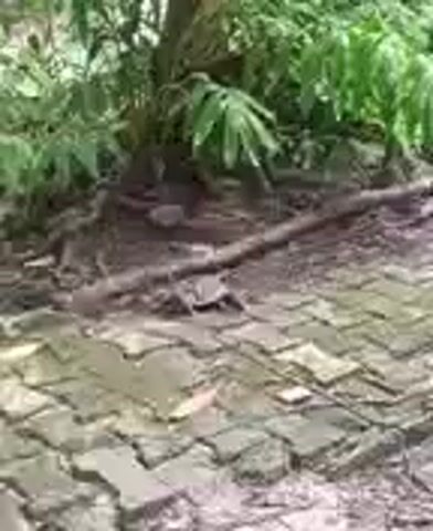 The video shows a patch of ground covered in interlocking grey bricks. The bricks appear weathered, with patches of green and brown suggesting the presence of moisture and organic matter. At the edge of the brick path, there is a patch of soil with some green foliage and the base of a tree or bush.
