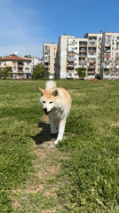 Akita dog walks through grassy field near apartments