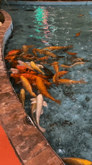 Evening koi viewing draws families to Pampatar shopping complex