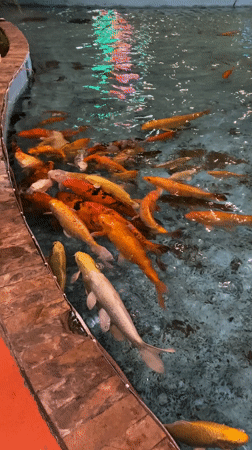 Evening koi viewing draws families to Pampatar shopping complex