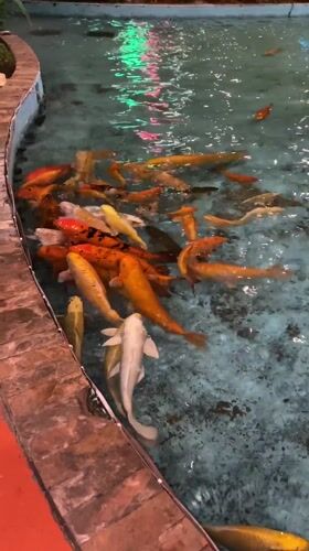 Evening koi viewing draws families to Pampatar shopping complex
