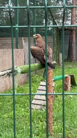A brown eagle is perched on a wooden pole inside a fenced enclosure. The eagle is facing left and looking upwards with its beak slightly open. The enclosure is made of green metal fencing and has a grassy floor. There are some logs and a wooden structure in the background. The lighting suggests it is daytime.
