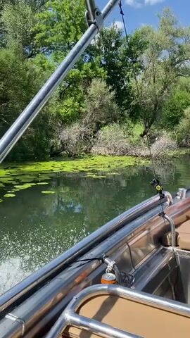 The video shows a boat moving through a narrow waterway bordered by lush green trees and vegetation on both sides. Lily pads cover a portion of the dark green water. The perspective is from inside the boat, looking forward and slightly to the right. Metal railings of the boat are visible in the foreground. The sky is blue with some white clouds, suggesting fair weather. The time of day appears to be daytime, likely morning or afternoon, given the bright sunlight. The overall scene depicts a tranquil boat ride through a natural, undeveloped environment. There is no visible text in the video. The setting appears to be a river or a channel, possibly in a rural or natural park area. The motion of the boat creates a wake in the water.