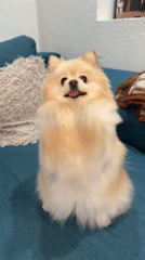 Pomeranian dog enjoys quiet evening at home in Razlog