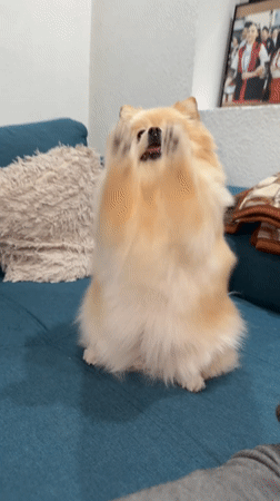 Pomeranian dog enjoys quiet evening at home in Razlog