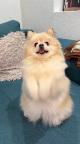 Pomeranian dog enjoys quiet evening at home in Razlog