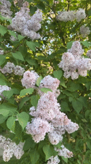 Spring lilac blooms documented alongside storm-damaged tree