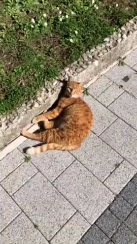 The video opens with a close-up of an orange cat lounging on a gray brick patio, next to a patch of grass and small white flowers. The camera then pans up and to the right, revealing a red Mazda CX-3 parked near the edge of the patio. The shot widens to show a body of water, likely a bay or sea, with a mountainous landmass in the distance under a clear blue sky. The camera continues to pan upward, showcasing palm trees and a lush green hedge bordering the patio, with the blue sky and water still visible in the background.