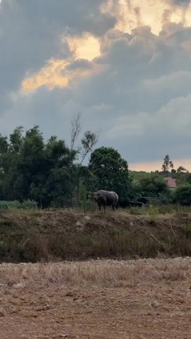 The media file captures a rural Vietnamese scene at dusk. The main subject is a lone water buffalo standing on a grassy embankment in the foreground, facing left. Behind the buffalo, a dense line of trees forms a natural backdrop, including bamboo and other leafy varieties. Beyond the trees, hints of a building with a red roof and other structures can be seen, suggesting a nearby village or settlement. The ground in front of the embankment is a cultivated field, appearing dry and tilled with sparse vegetation.

The sky is dramatic, filled with heavy, dark clouds interspersed with patches of illuminated sky, likely from the setting sun. The lighting suggests it is either early morning or late evening. The overall mood is serene and peaceful, with the solitary buffalo contributing to a sense of quietude and natural beauty. The location is identified as Đông Trạch Commune, Vietnam, which aligns with the presence of water buffaloes and the rural landscape depicted. There is no visible text within the media file.