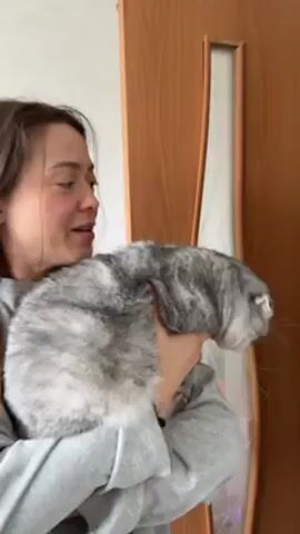 A woman is indoors, holding a gray and white cat close to her chest. The cat is plump and looks slightly annoyed. The woman is wearing a light gray sweatshirt and smiles at the cat. In the background, a wooden door with a frosted glass panel is visible. The cat is reacting to the sound of running water and looks displeased.