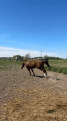 Brown horse gallops in paddock in Pecq, Belgium