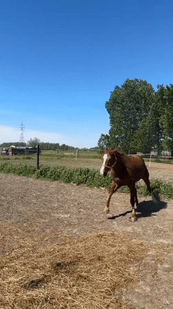 Brown horse gallops in paddock in Pecq, Belgium