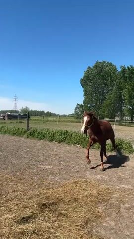 A brown horse with a yellow halter is seen running and galloping in an outdoor paddock or field under a clear blue sky. The horse kicks up dust as it moves quickly across the dry, earthy ground. In the background, green fields are visible beyond fences, with some trees and what appear to be wind turbines in the distance. Piles of hay or straw are visible in the foreground. The scene is bright and sunny, depicting a rural setting in Pecq, Belgium.