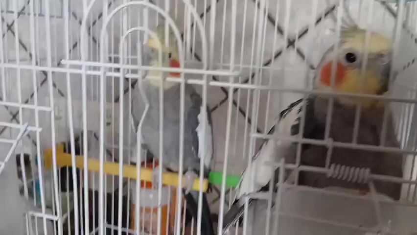 This video shows two cockatiels in a cage, a cooking pan with burnt food on a stovetop, and a plate of burnt food. The birds are in focus and appear to be healthy. The food appears to be pancakes. The environment appears to be a kitchen.