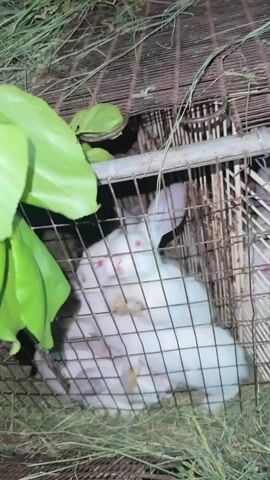 The video shows a close-up of several white rabbits in a wire cage. The cage appears to be on the ground, with hay and dry grass scattered inside and around it. In the upper left corner of the frame, a hand is holding a bunch of green leaves, offering them to the rabbits. The rabbits, some of which have red eyes, are gathered together in the cage, with one rabbit reaching up to eat the leaves. The lighting suggests it is daytime, possibly late afternoon or early evening, as the light is somewhat dim. The overall scene appears to be an outdoor enclosure, likely a farm or a backyard, in a rural or semi-rural setting, consistent with the provided location context of Sardarapat, Armenia. There is no visible text in the video. The rabbits seem to be the main focus, and the activity is the feeding of the rabbits.